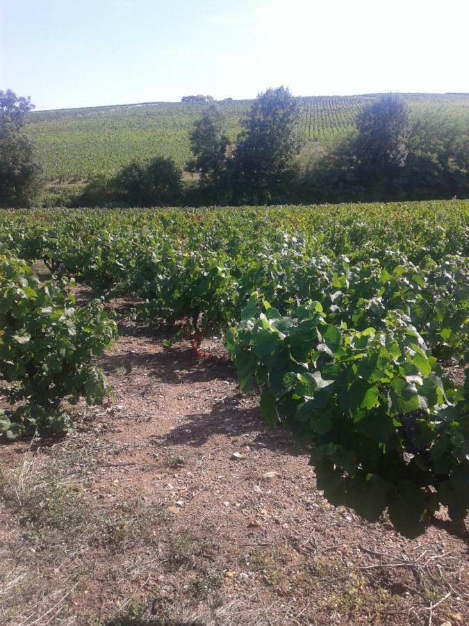 La Maison des Vignes - petits déjeuners continental Charentay Exterior foto